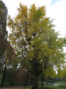  picture  Japanse_noteboom |Ginko_Biloba