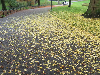  picture  Japanse_noteboom |Ginko_Biloba