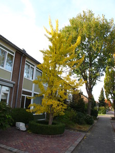  picture  Japanse_noteboom |Ginko_Biloba