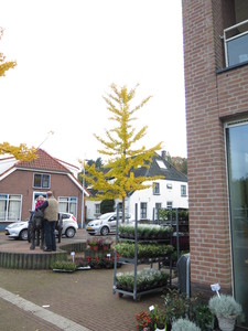  picture  Japanse_noteboom |Ginko_Biloba