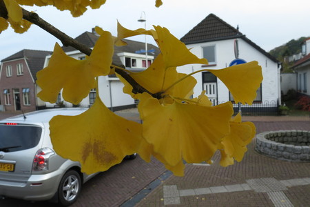  picture  Japanse_noteboom |Ginko_Biloba