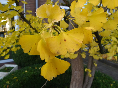  picture  Japanse_noteboom |Ginko_Biloba