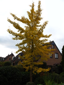  picture  Japanse_noteboom |Ginko_Biloba