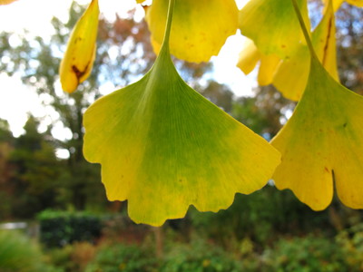  picture  Japanse_noteboom |Ginko_Biloba