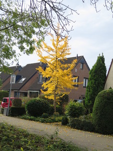  picture  Japanse_noteboom |Ginko_Biloba