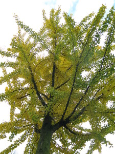  picture  Japanse_noteboom |Ginko_Biloba