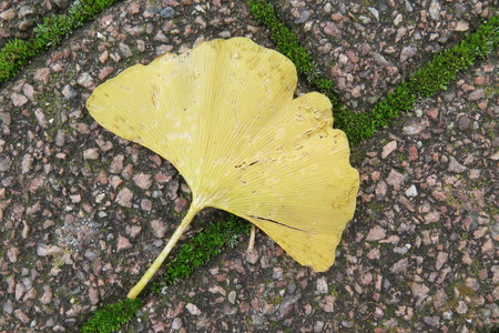  picture  Japanse_noteboom |Ginko_Biloba