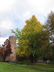  picture  Japanse_noteboom |Ginko_Biloba