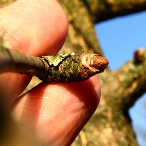  picture  Japanse_noteboom |Ginko_Biloba