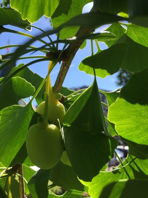  picture  Japanse_noteboom |Ginko_Biloba