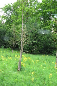  picture  Japanse_noteboom |Ginko_Biloba