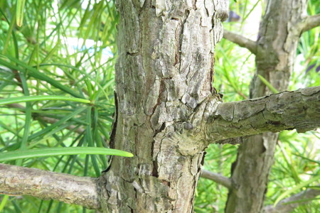  picture  Japanse_parasolden |Sciadopitys_verticillata