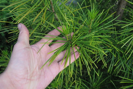  picture  Japanse_parasolden |Sciadopitys_verticillata