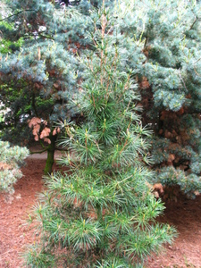  picture  Japanse_parasolden |Sciadopitys_verticillata