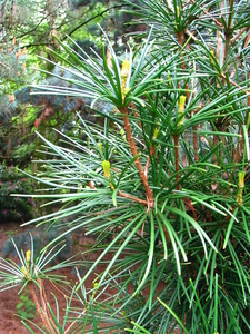  picture  Japanse_parasolden |Sciadopitys_verticillata