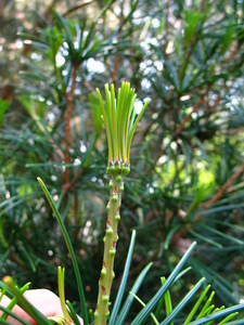  picture  Japanse_parasolden |Sciadopitys_verticillata