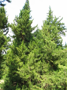  picture  Japanse_parasolden |Sciadopitys_verticillata