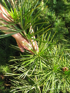  picture  Japanse_parasolden |Sciadopitys_verticillata