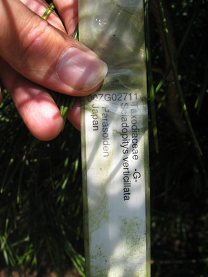  picture  Japanse_parasolden |Sciadopitys_verticillata