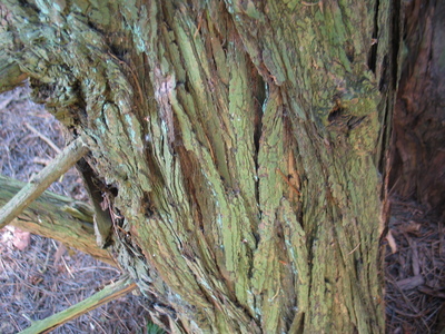  picture  Japanse_parasolden |Sciadopitys_verticillata