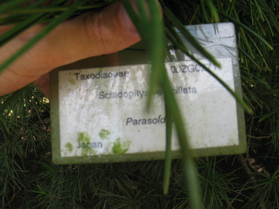  picture  Japanse_parasolden |Sciadopitys_verticillata