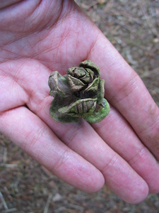  picture  Japanse_parasolden |Sciadopitys_verticillata