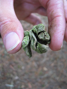  picture  Japanse_parasolden |Sciadopitys_verticillata