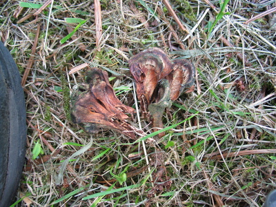  picture  Japanse_parasolden |Sciadopitys_verticillata