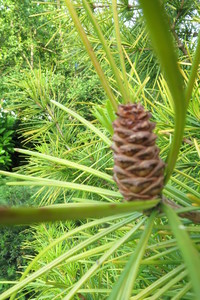  picture  Japanse_parasolden |Sciadopitys_verticillata