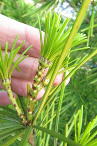  picture  Japanse_parasolden |Sciadopitys_verticillata