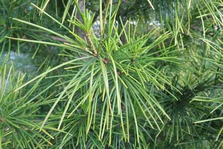  picture  Japanse_parasolden |Sciadopitys_verticillata