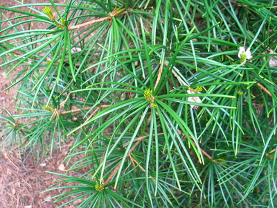  picture  Japanse_parasolden |Sciadopitys_verticillata