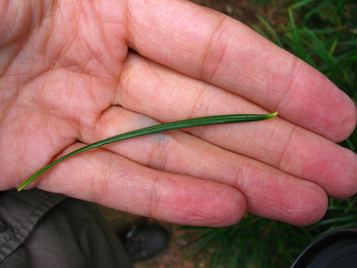  picture  Japanse_parasolden |Sciadopitys_verticillata