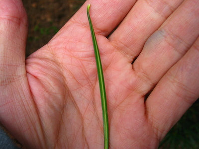  picture  Japanse_parasolden |Sciadopitys_verticillata