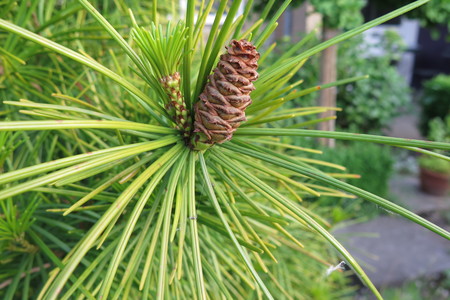  picture  Japanse_parasolden |Sciadopitys_verticillata