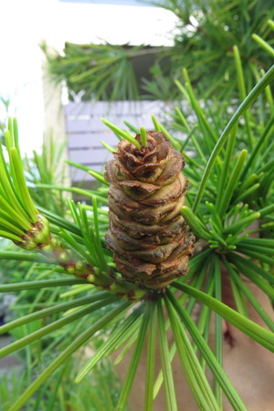  picture  Japanse_parasolden |Sciadopitys_verticillata