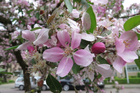  picture  Japanse_sierkers |Prunus_serrulata