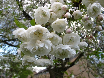  picture  Japanse_sierkers |Prunus_serrulata