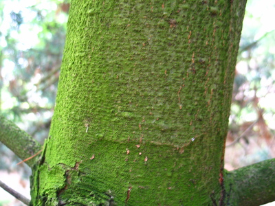  picture  Japanse_witte_den |Pinus_parviflora