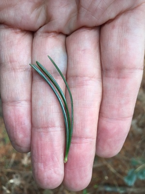  picture  Japanse_witte_den |Pinus_parviflora