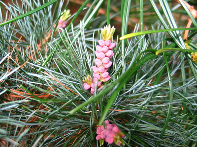  picture  Japanse_witte_den |Pinus_parviflora