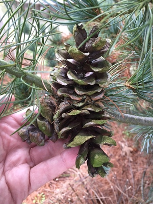  picture  Japanse_witte_den |Pinus_parviflora