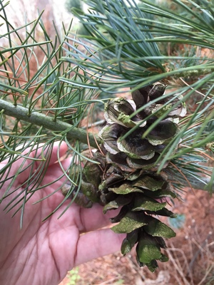  picture  Japanse_witte_den |Pinus_parviflora