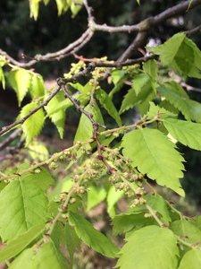  picture  Japanse_zelkova |Zelkova_serrata