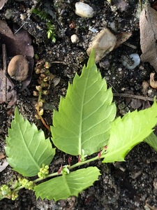  picture  Japanse_zelkova |Zelkova_serrata