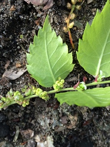  picture  Japanse_zelkova |Zelkova_serrata