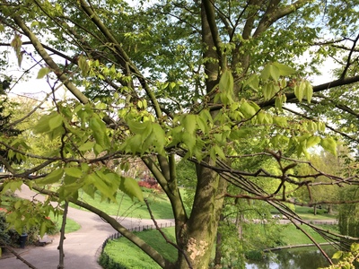  picture  Japanse_zelkova |Zelkova_serrata