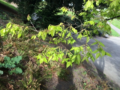  picture  Japanse_zelkova |Zelkova_serrata