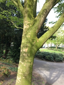  picture  Japanse_zelkova |Zelkova_serrata