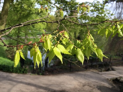  picture  Japanse_zelkova |Zelkova_serrata
